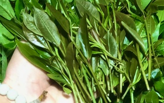 Ma Do tea: Phu Yen’s rare gem harvested for Tet celebration