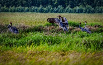 Sarus cranes forage, roost in Vietnam's Kien Giang Province