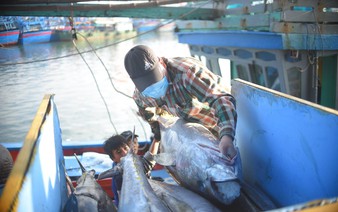 Vietnam’s tuna exports to UK show strong, stepwise growth