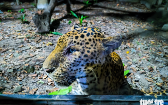 Saigon Zoo and Botanical Gardens debuts night tours