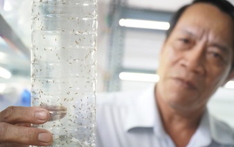 Vietnam’s Ben Tre releases 285 million wasps to fight coconut black-headed caterpillar