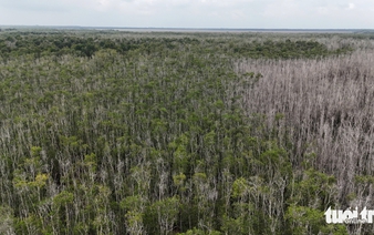 In southern Vietnam, Melaleuca forest makes strong recovery nearly a year after devastating fire
