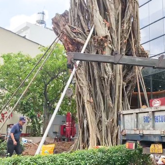 Cây bồ đề ngã ra đường Đinh Tiên Hoàng ở TP.HCM đã được trồng lại