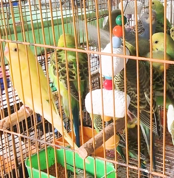 Tạm giữ 341 con chim cảnh bán trong cửa hàng không có hồ sơ hợp pháp