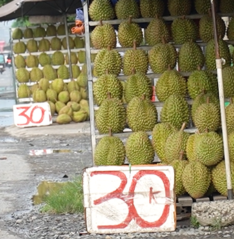 Vì sao sầu riêng miền Tây bán lề đường chỉ 30.000 đồng/kg?