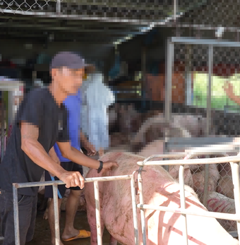 Lời khai của chủ cơ sở thu mua, vận chuyển heo dịch làm thực phẩm bán ra thị trường