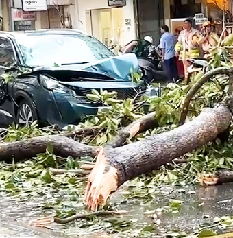 Mưa dông, cây xanh ngã đổ đè nhiều ô tô ở TP.HCM