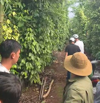 Người phụ nữ bị sát hại tại nhà nghỉ: Nghi phạm trốn vào rẫy cà phê uống thuốc độc, đã chết