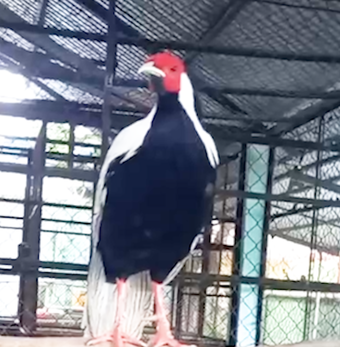 Cận cảnh gà lôi trắng người dân bắt được rồi giao cho kiểm lâm TP.HCM