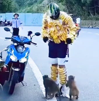 Tranh cãi clip ‘người chuối’ chọc ghẹo khỉ hoang dã trên bán đảo Sơn Trà