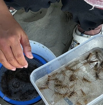 Săn tôm hùm giống, ngư dân thu bạc triệu mỗi chuyến ra khơi