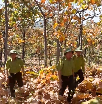 Ngắm rừng khộp lớn nhất Việt Nam vào mùa thay lá