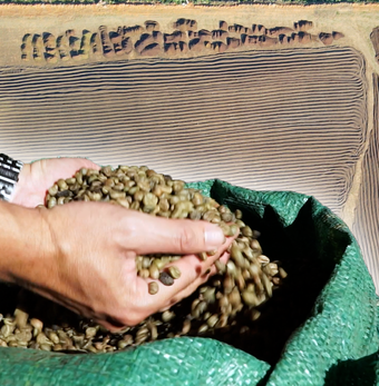 Video mùa phơi cà phê 'phủ nâu' Tây Nguyên đại ngàn