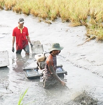 Nông dân Cà Mau phấn khởi thu hoạch tôm càng xanh, nhiều hộ dư dả đón Tết