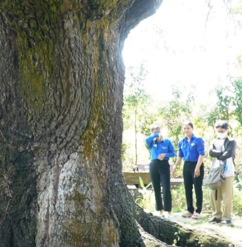 Cây xoài 5 người ôm mới xuể và cổ miếu gắn với truyền thuyết hổ 3 chân ở Cà Mau