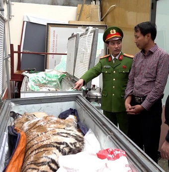Mua bán 2 con hổ gần 2 tỉ đồng để nấu cao, 2 người bị bắt