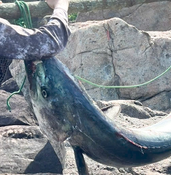 Người đàn ông câu được cá thu 63kg, dài gần 2 mét ở bán đảo Sơn Trà