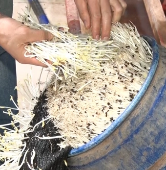 Khởi tố, bắt tạm giam chủ cơ sở dùng 'nước kẹo' ngâm gần 2,8 tấn giá đỗ