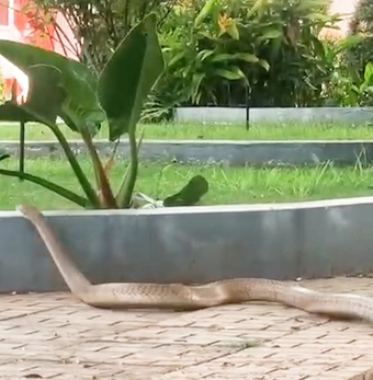 Vây bắt rắn hổ trâu dài 3m trườn vào bệnh viện tại Đắk Lắk