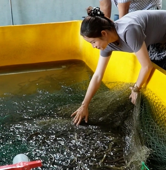 Cà Mau còn hơn 1.000 tấn lươn thương phẩm, giá giảm sâu vẫn khó bán