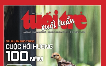 Tuổi Trẻ Cuối Tuần số 11-2025: Gà lôi lam mào trắng & cuộc hồi hương 100 năm