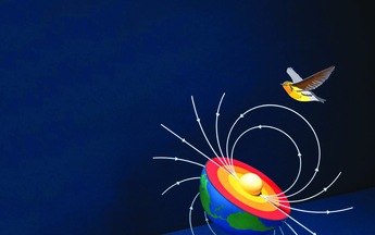 Vật lý lượng tử trên đường chim di cư