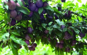 Gương phấn đấu của mận cơm, mận hậu