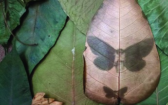 Thiên nhiên trong đô thị, qua một triển lãm ký ức