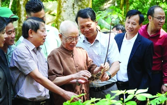 53 năm phát hiện Sâm Ngọc Linh: "Quốc bảo" vẫn còn lắm gian nan