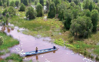 Rừng thuốc giữa Đồng Tháp Mười