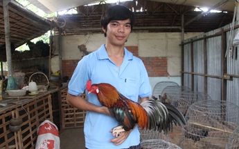 Về đất gà Chợ Lách