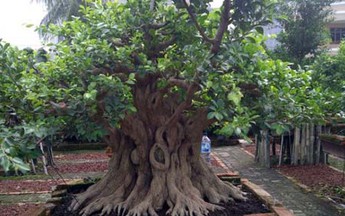 Cây gừa tàu
