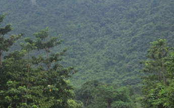 Tiểu đội hai sọt
