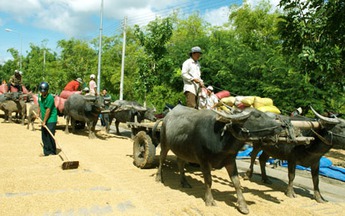 Giải mã "bất ngờ xuất khẩu gạo"