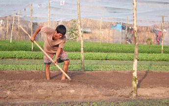 Nông nghiệp: Lo kỹ thuật, quên thị trường