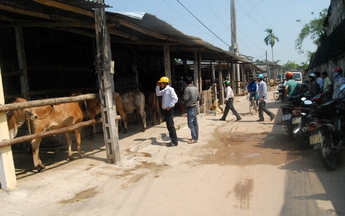 Chợ bò bên thành phố