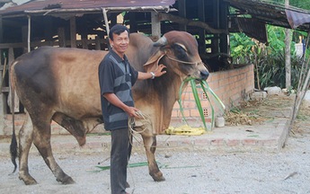 ​Nuôi bò lai ở Phổ Hòa