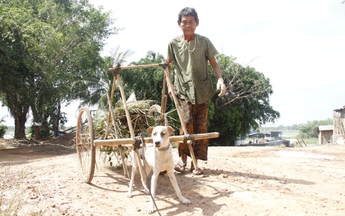 Bà lão và chiếc cộ chó