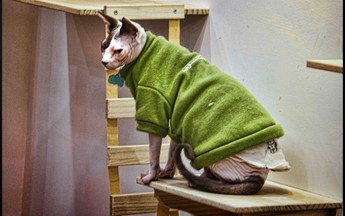 Một ngày đàng, được một sàng mèo chó