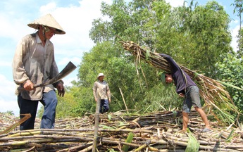 Sau thời hoàng kim là gánh nặng