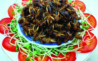 Trần Khải Ca trở lại với tiểu thuyết mạng