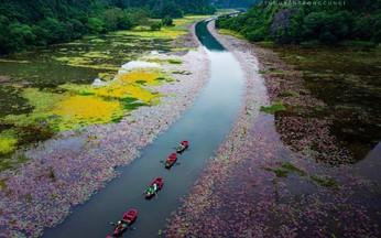 Water lilies paint Tam Coc in vibrant hues, stun visitors to Vietnam’s Ninh Binh