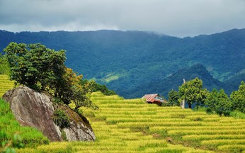 Golden harvest season quietly graces central Vietnam’s remote hills
