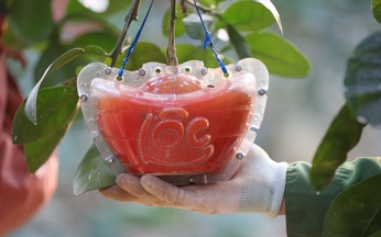 Vietnam farmers harvest red pomelos ahead of Lunar New Year as demand for auspicious fruit rises