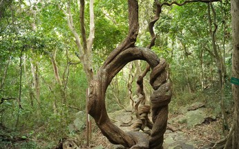 Ho Chi Minh City’s primeval forest offers a trek among bizarre vines