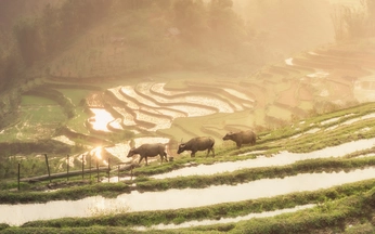 Vietnam is always worth another trip: travellers
