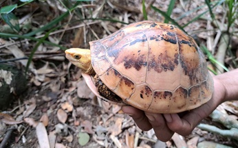 Vietnam records rare, critically endangered turtles in Annamite forest