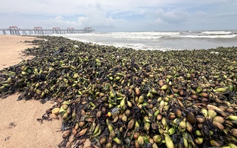 Water hyacinths, marine debris overwhelm tourist beaches in Ho Chi Minh City