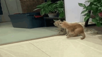 Mèo giật mình khi thấy bóng trong gương
