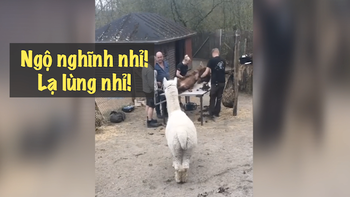 Cừu hối hận không kịp sau khi ước được xén lông